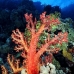coral_soft_pan_v_0044_egy0099.jpg